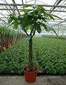 money tree